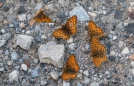 Mormon Fritillary - Mormonen-Perlmutterfalter - in Massen...