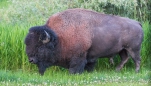 oh - man (bison) kann den Kopf doch heben ;)