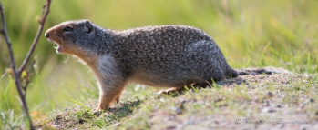 Columbian Groundsquirrel