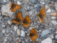 Mormon Fritillary - Mormonen-Perlmutterfalter - in Massen...