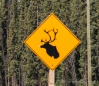 Wir werden auf der Weiterfahrt vor Elks & Caribous gewarnt