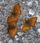 Mormon Fritillary - Mormonen-Perlmutterfalter - in Massen...