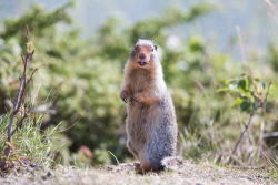 Columbian Groundsquirrel