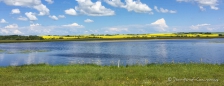 und auch hier begleiten uns weiterhin die weithin leuchtenden & duftenden Rapsfelder