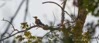 Pileated Woodpecker - Helmspecht