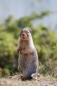 Columbian Groundsquirrel