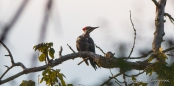 Pileated Woodpecker - Helmspecht