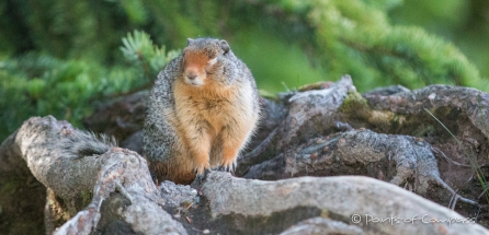 Columbian Groundsquirrel