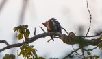 Pileated Woodpecker - Helmspecht - bei der Körperhygiene