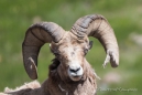 Der Big Boss der Bighorn-Sheep (Dickhorn-Schafe)