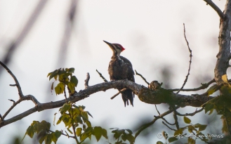 Pileated Woodpecker - Helmspecht