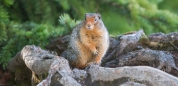 Columbian Groundsquirrel