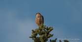 Cooper‘s Hawk - Rundschwanzsperber