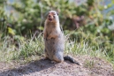 Columbian Groundsquirrel