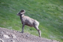 Auch ein Bighorn-Sheep muss einmal... ;)