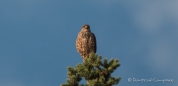 Cooper‘s Hawk - Rundschwanzsperber