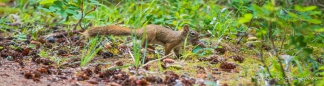 Das Eichhörnchen bereitet sich wohl bereits auf den Winter vor...