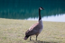 Canada Goose