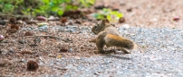 Das Eichhörnchen bereitet sich wohl bereits auf den Winter vor...