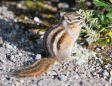 Eichhörnchen beim Frühstück