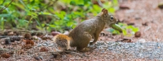 Das Eichhörnchen bereitet sich wohl bereits auf den Winter vor...