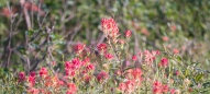 Indian Paintbrush - Indianerpinsel