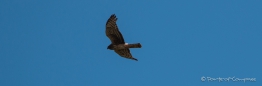 Broad-winged Hawk - Breitschwingenbussard