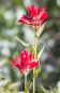 Indian Paintbrush - Indianerpinsel - gibt es in vielen Farbvarianten