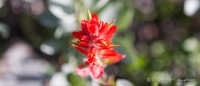 Indian Paintbrush - Indianerpinsel - gibt es in vielen Farbvarianten