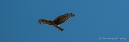 Broad-winged Hawk - Breitschwingenbussard