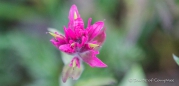 Indian Paintbrush - Indianerpinsel - gibt es in vielen Farbvarianten