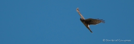 Broad-winged Hawk - Breitschwingenbussard