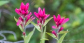 Indian Paintbrush - Indianerpinsel - gibt es in vielen Farbvarianten