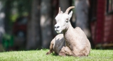 Bighorn-Sheep beim Sonnen im Vorgarten...