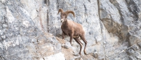 die Bighorn-Sheep sind wahre Kletterwunder...