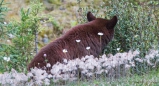 ein Bärchen inmitten von Blumen