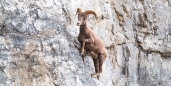 die Bighorn-Sheep sind wahre Kletterwunder...