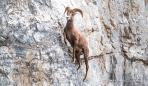 die Bighorn-Sheep sind wahre Kletterwunder...