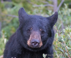 ... Blackbear mit braunen Augenbrauen :))