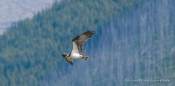 Osprey - Fischadler