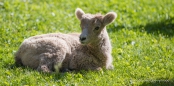 Auch die Bighorn-Sheep-Lämmer genießen die saftigen Wiesen & die Sonne ...