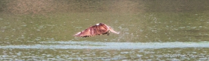 Osprey - Fischadler ... nach missglücktem Angelversuch