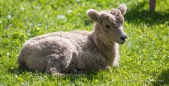 Auch die Bighorn-Sheep-Lämmer genießen die saftigen Wiesen & die Sonne ...