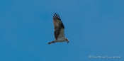 Osprey - Fischadler