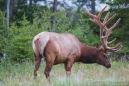 unser erster Wapiti-Bulle ... beim genüßlichen Grasen...