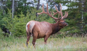 unser erster Wapiti-Bulle ... beim genüßlichen Grasen...