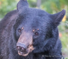 ... Blackbear mit braunen Augenbrauen :))