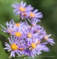 Sibirian Aster