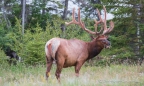 unser erster Wapiti-Bulle ... beim genüßlichen Grasen...