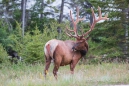 unser erster Wapiti-Bulle ... beim genüßlichen Grasen...